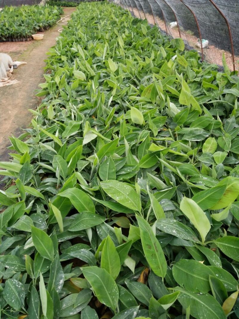香蕉苗一级良种1~2年