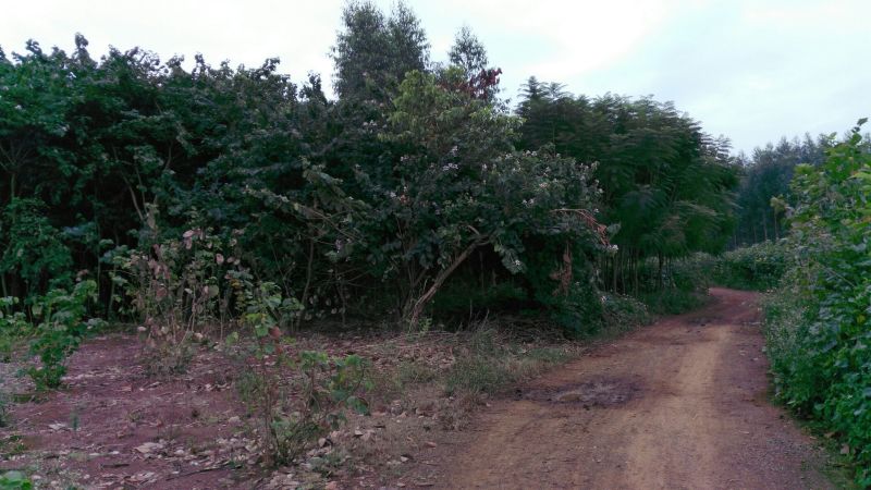 造型松10公分
