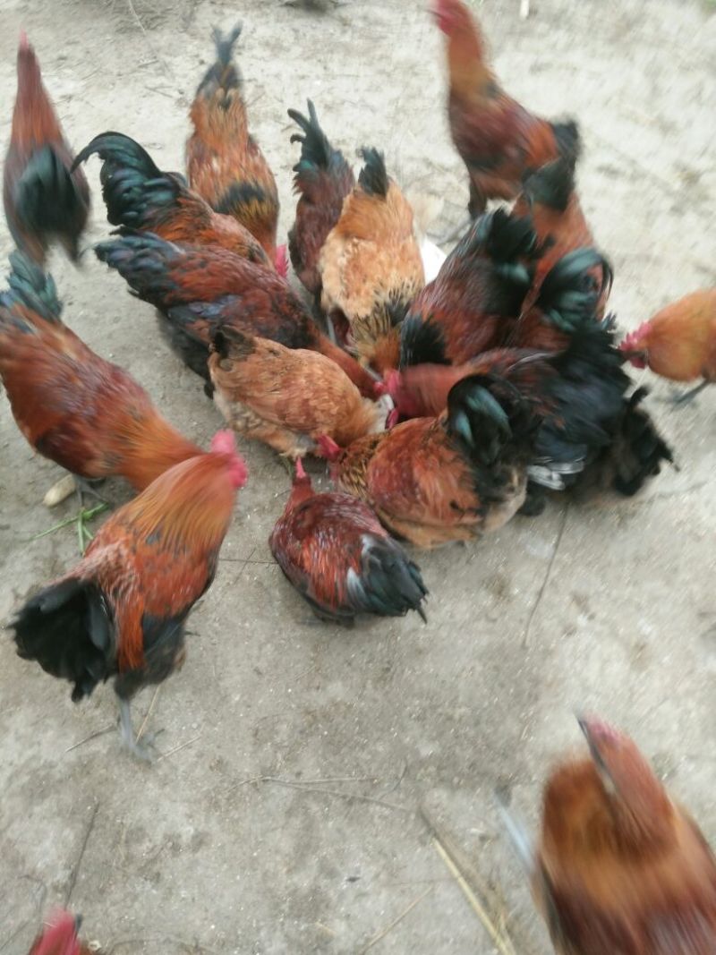 蜀中土鸡6~9月