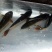野鲤食用2~3公斤