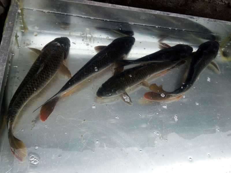 野鲤食用2~3公斤