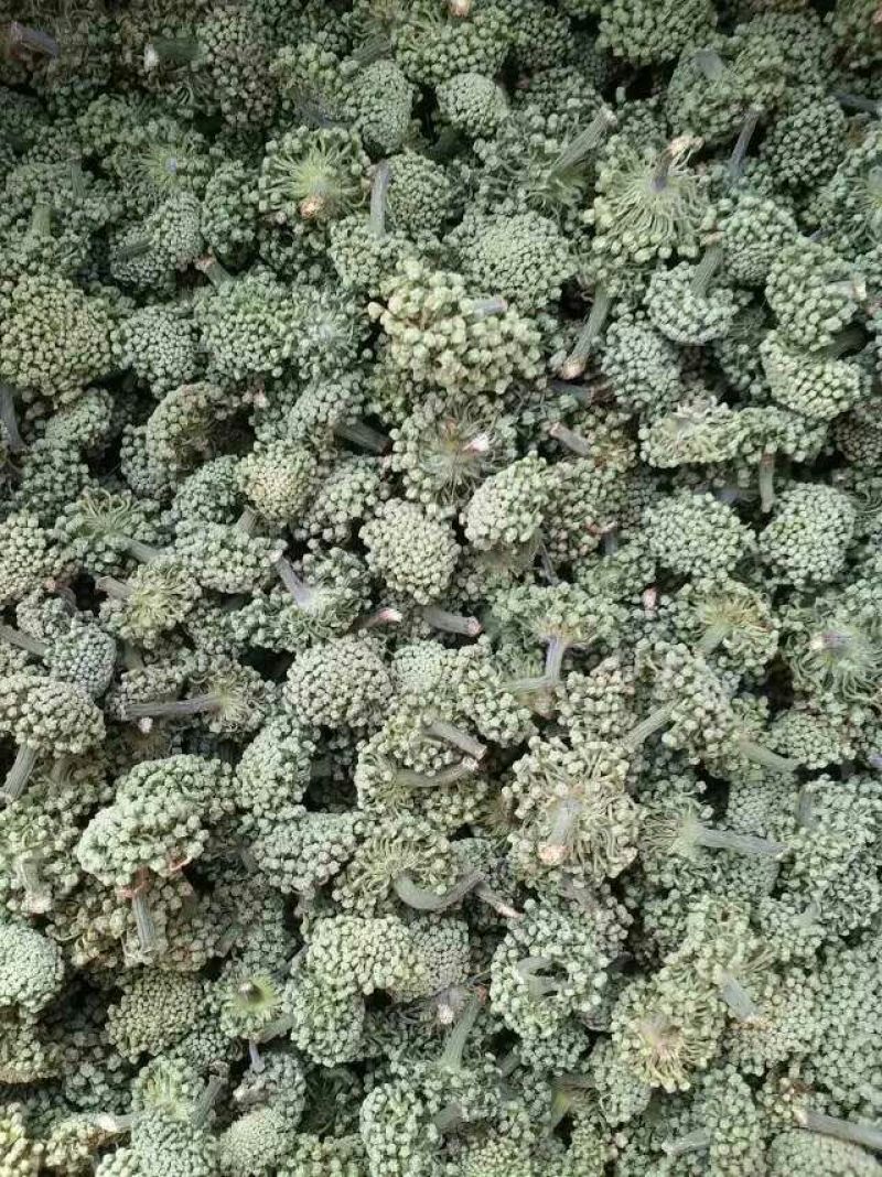 三七花