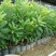 宿迁沭阳蓝莓苗30~50cm1~2年基地直供保质保量