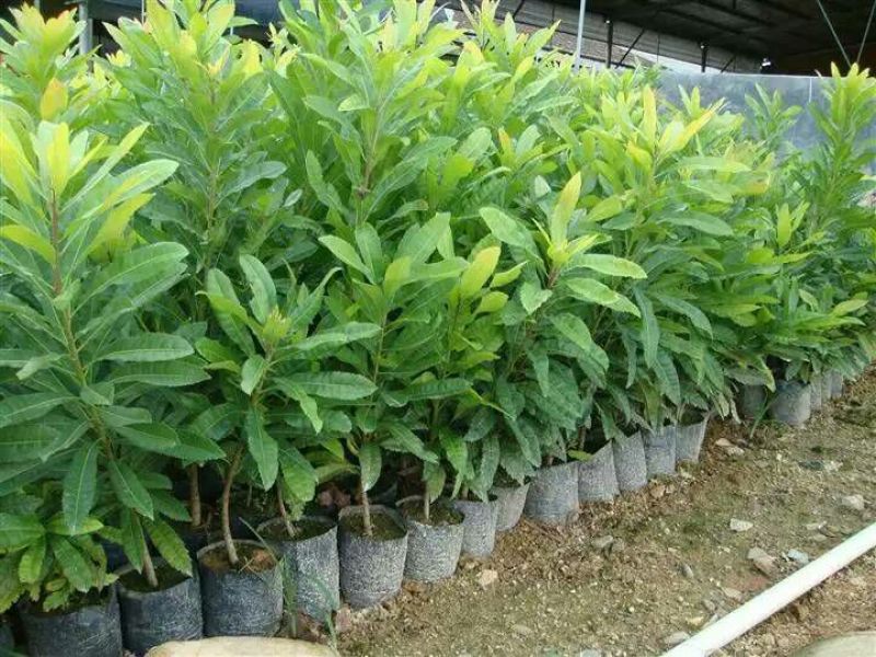 宿迁沭阳蓝莓苗30~50cm1~2年基地直供保质保量
