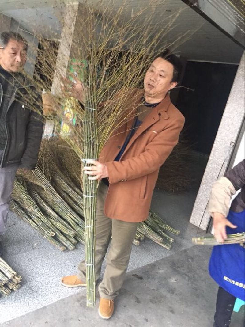 扫帚
