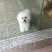 博美犬