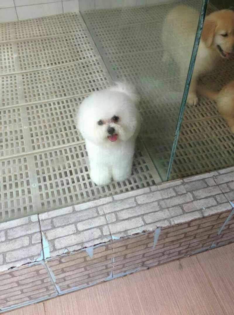 博美犬