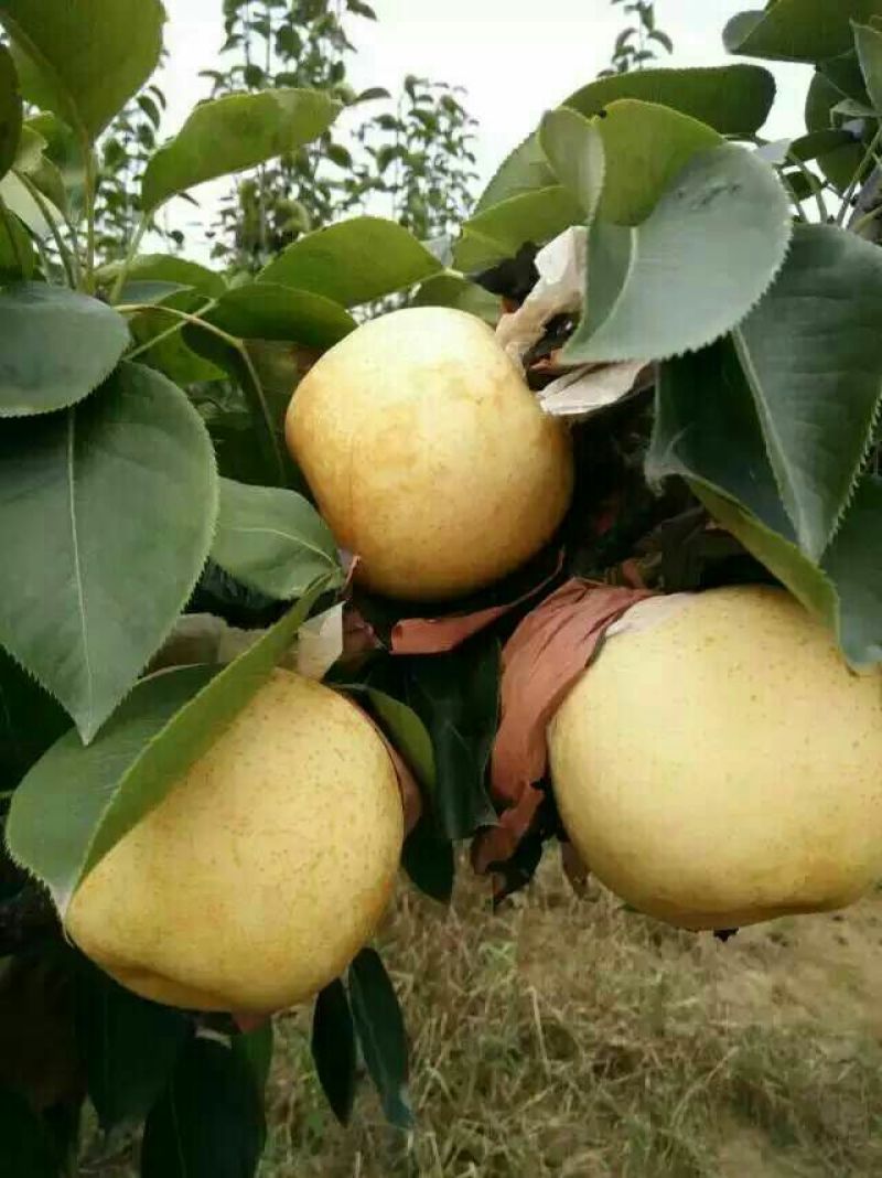黄金梨200~250g纸袋