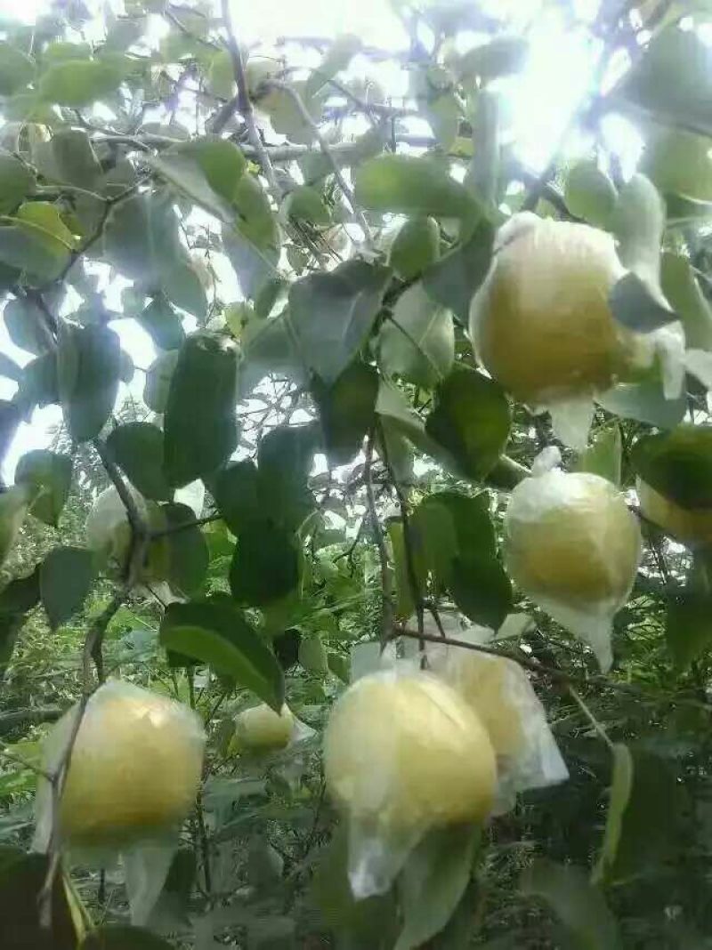 早酥梨纸袋