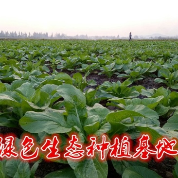 白菜苔15~20厘米可视频，现场看货