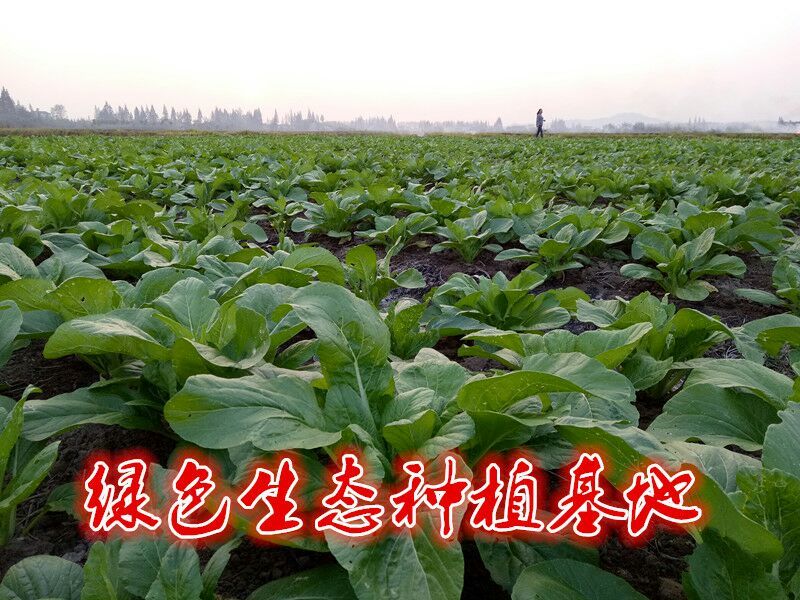 白菜苔15~20厘米可视频，现场看货