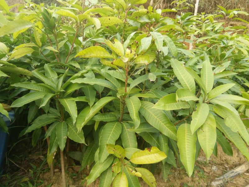 芒果苗四季芒果苗