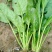小叶菠菜10~15厘米