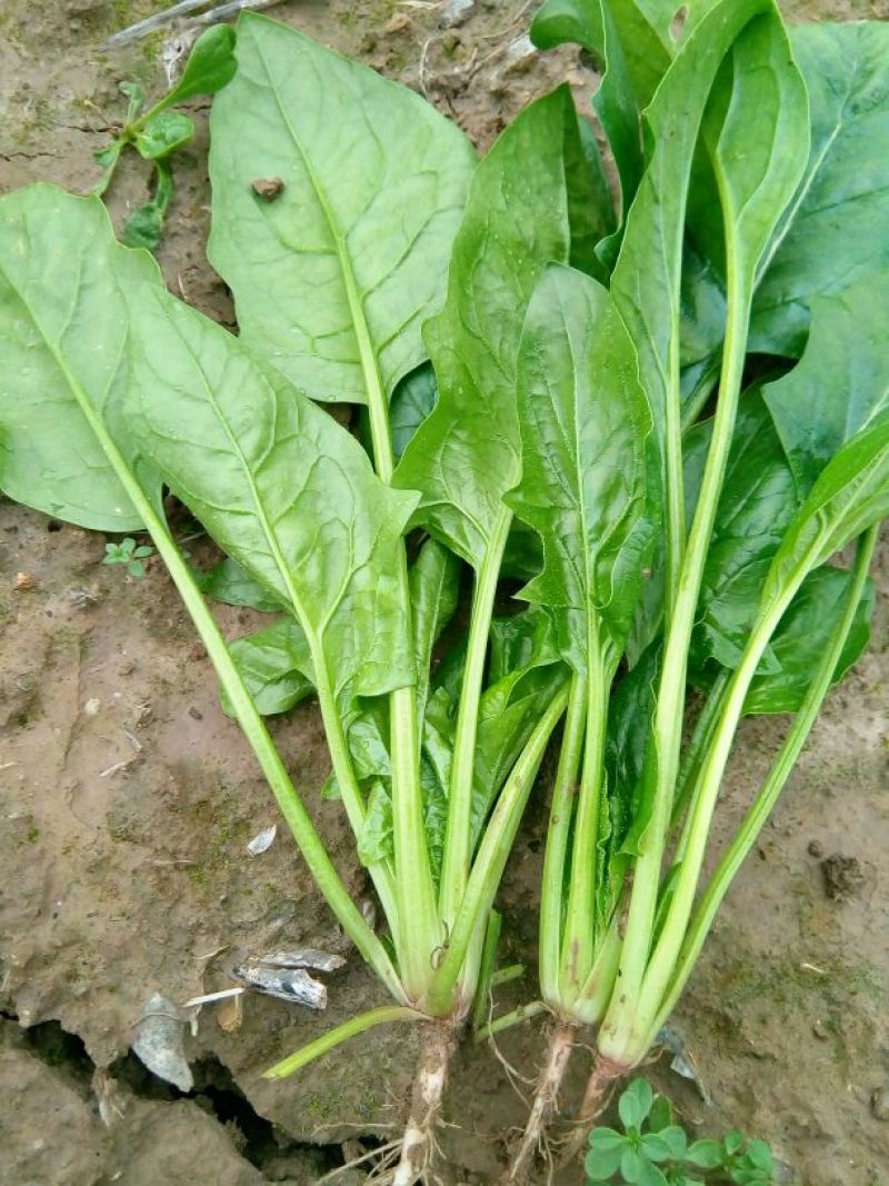 小叶菠菜10~15厘米