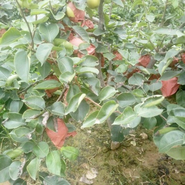 黄金梨550~600g纸箱