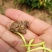 金银花优质金银花质量好