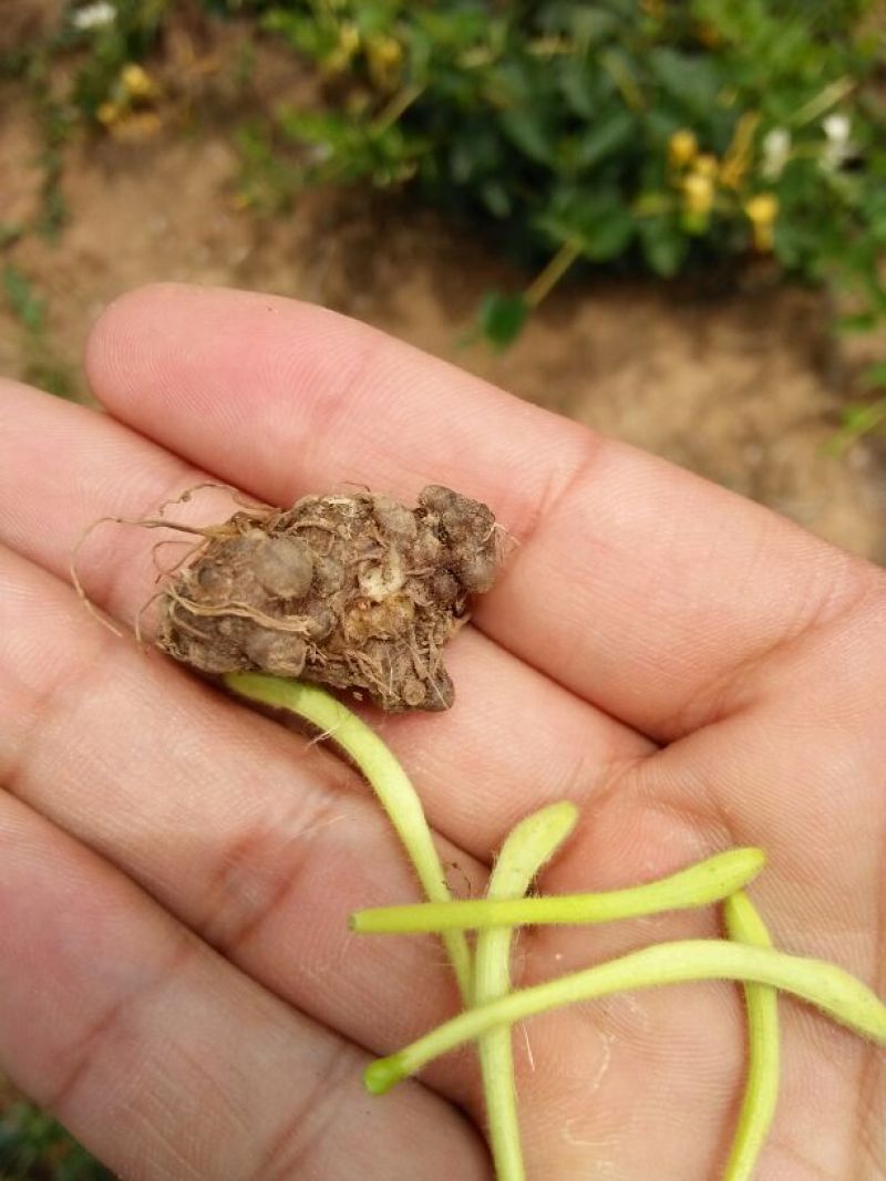 金银花优质金银花质量好