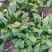 秋菠菜10~15厘米