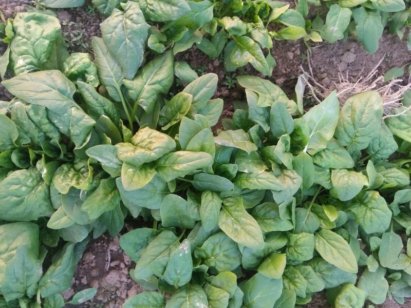 秋菠菜10~15厘米
