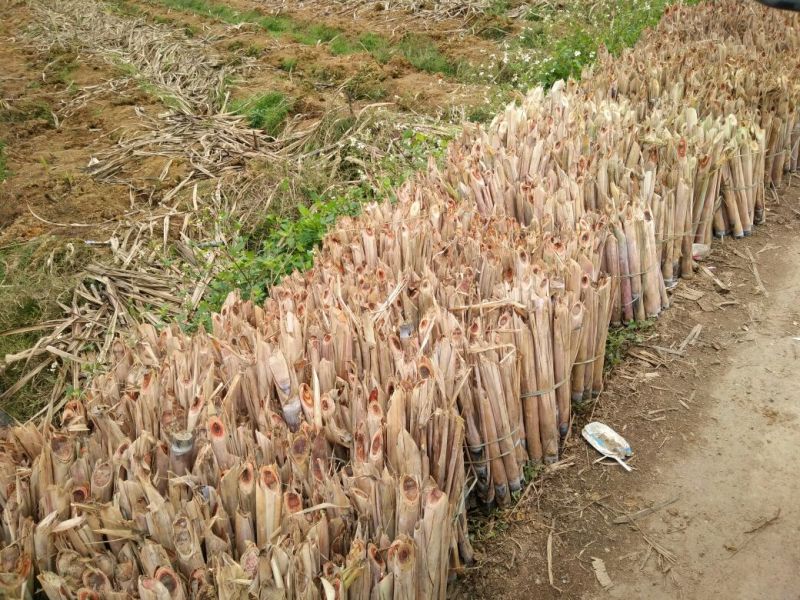 广西甘蔗种子甘蔗种子批发黑皮甘蔗基地质量保证一手货源