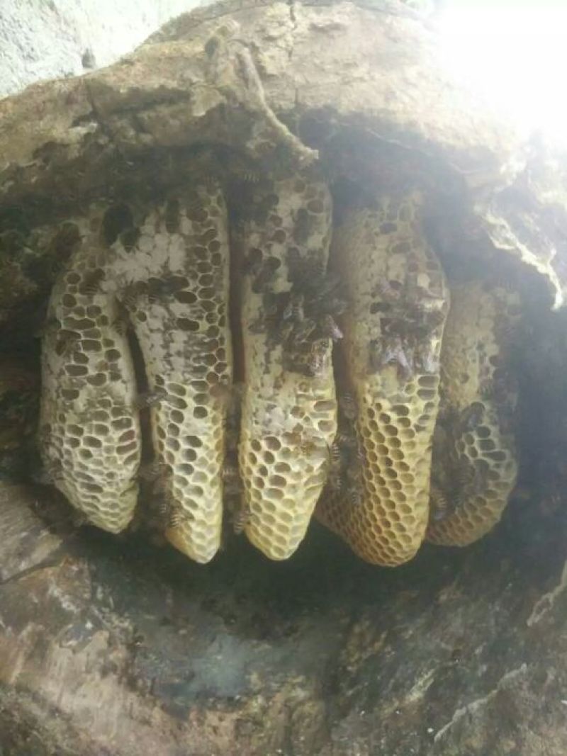 土蜂蜜