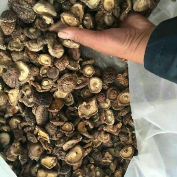 808香菇3cm以上