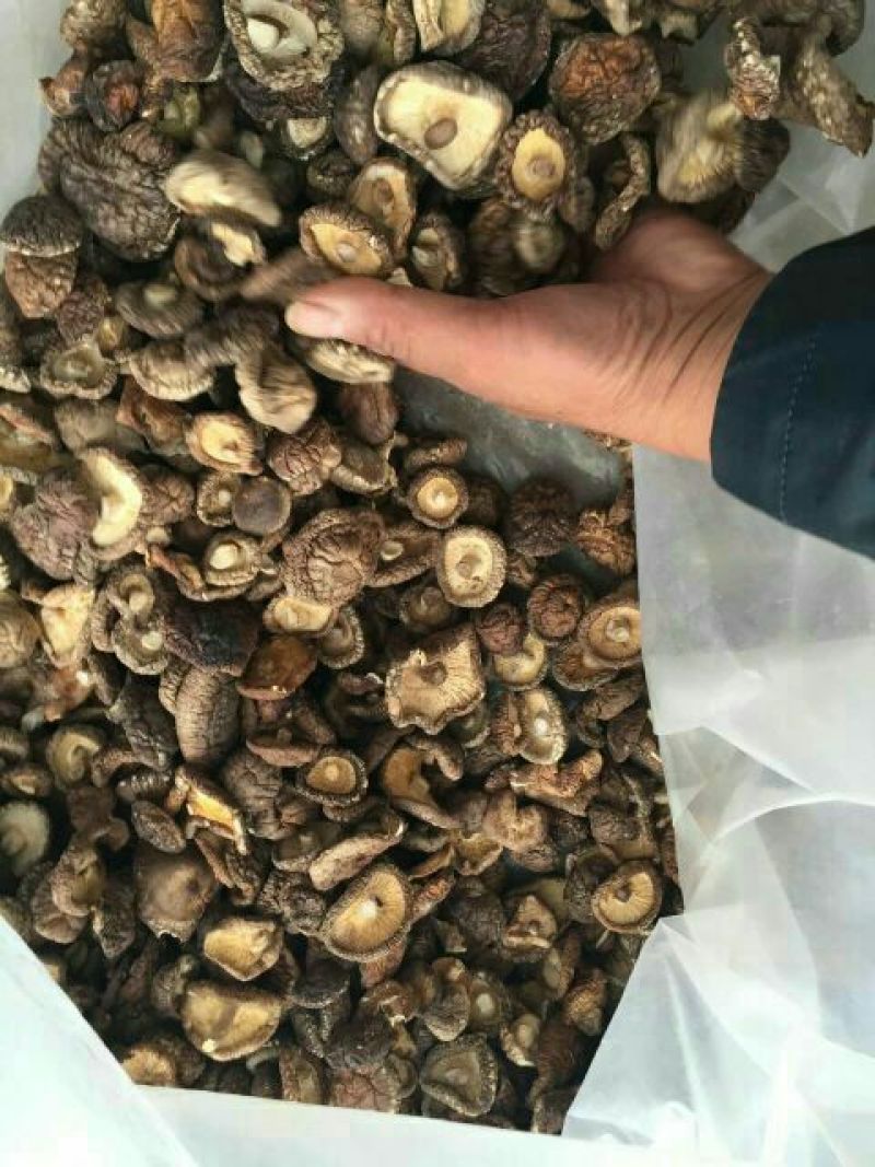 808香菇3cm以上