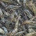 河虾活虾21~25只/kg