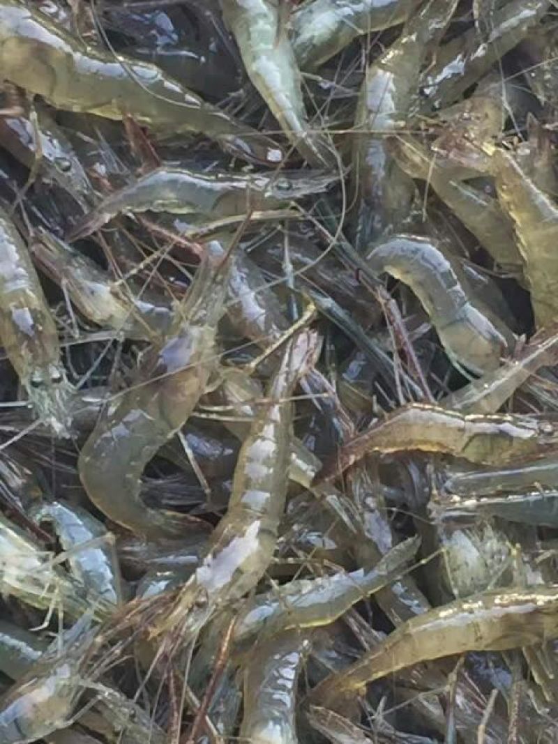 河虾活虾21~25只/kg
