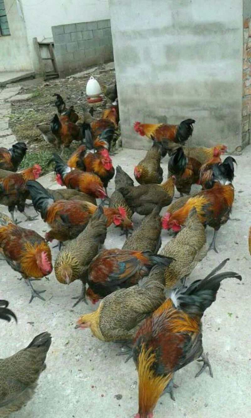 土鸡苗