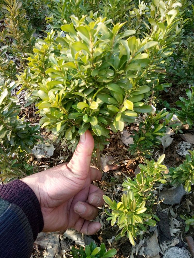 雀舌黄杨苗20~30cm