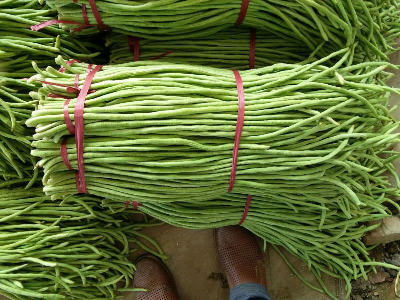 绿豆角，青豆角，白豆角长60厘米以上，质量上乘