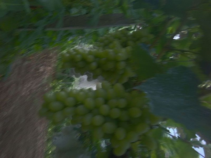 马奶葡萄5%以下1~2斤