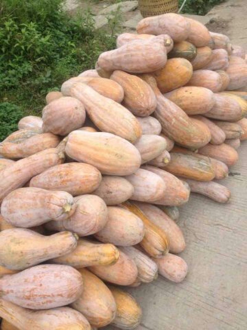蜜本南瓜
