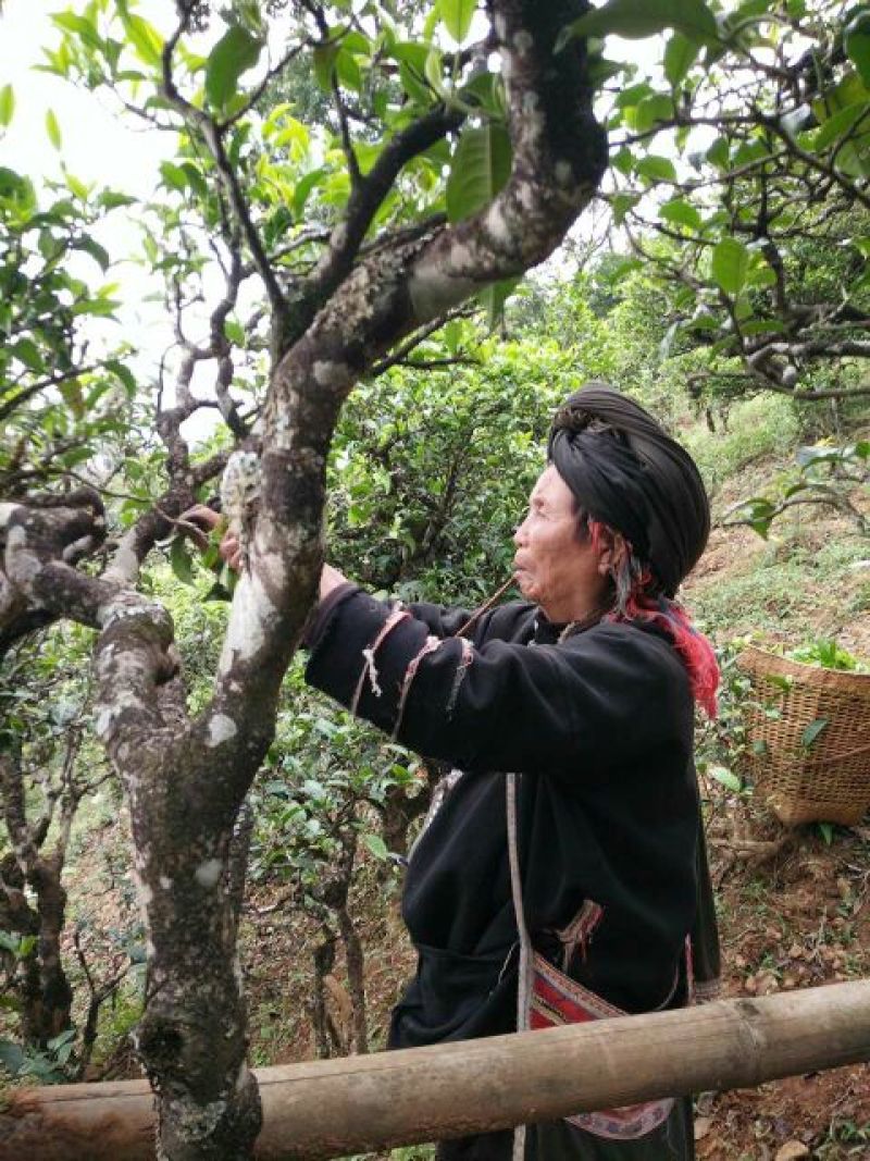 百年大树茶特级