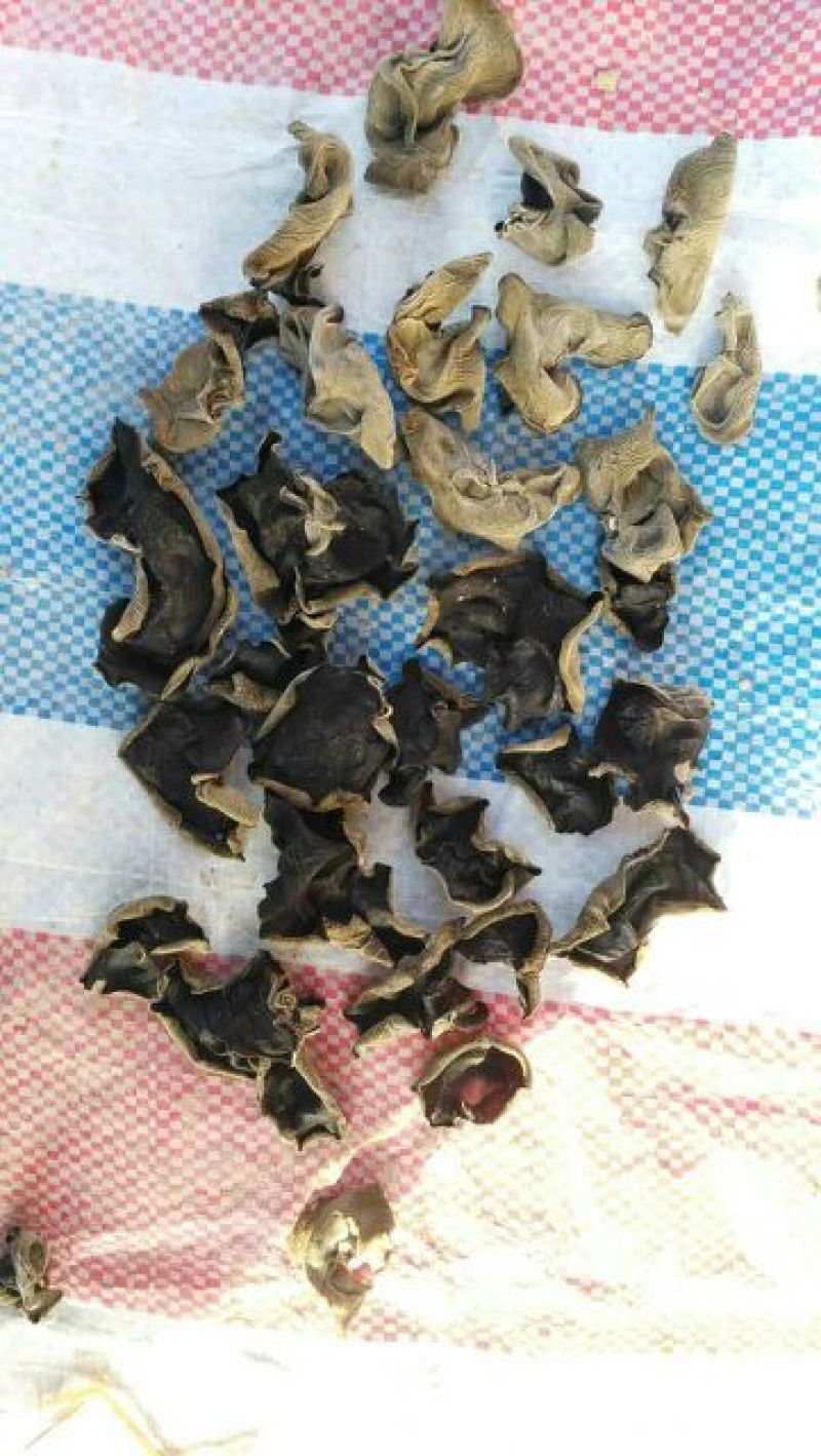 干木耳特级
