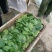 全能菠菜15~20厘米