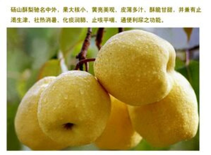 砀山梨60~100g纸箱