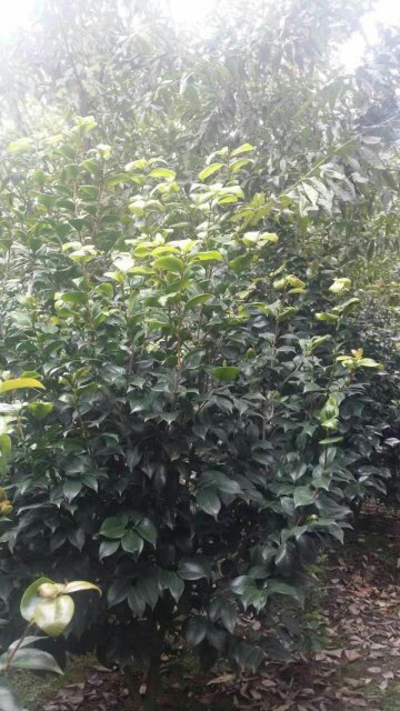 茶花树20~30cm