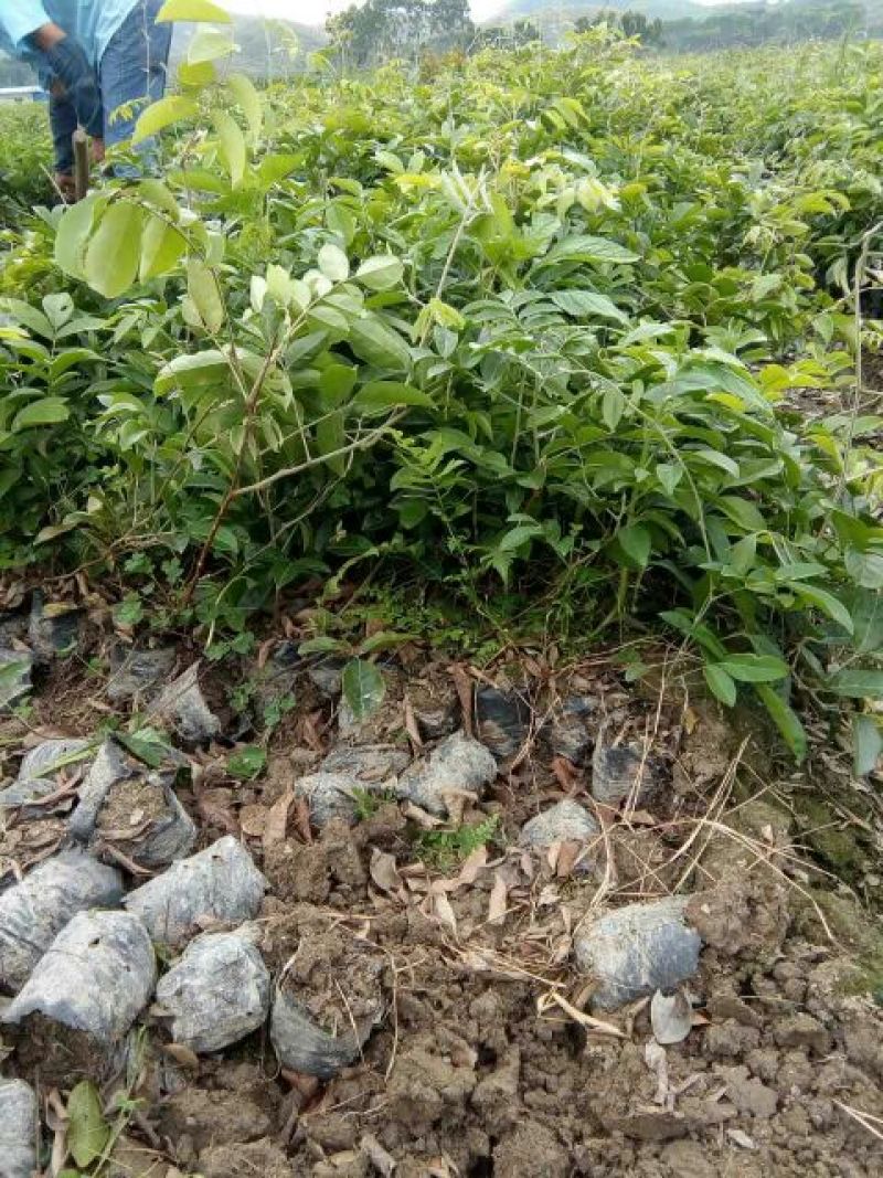 牛大力种苗药材中细叶都有