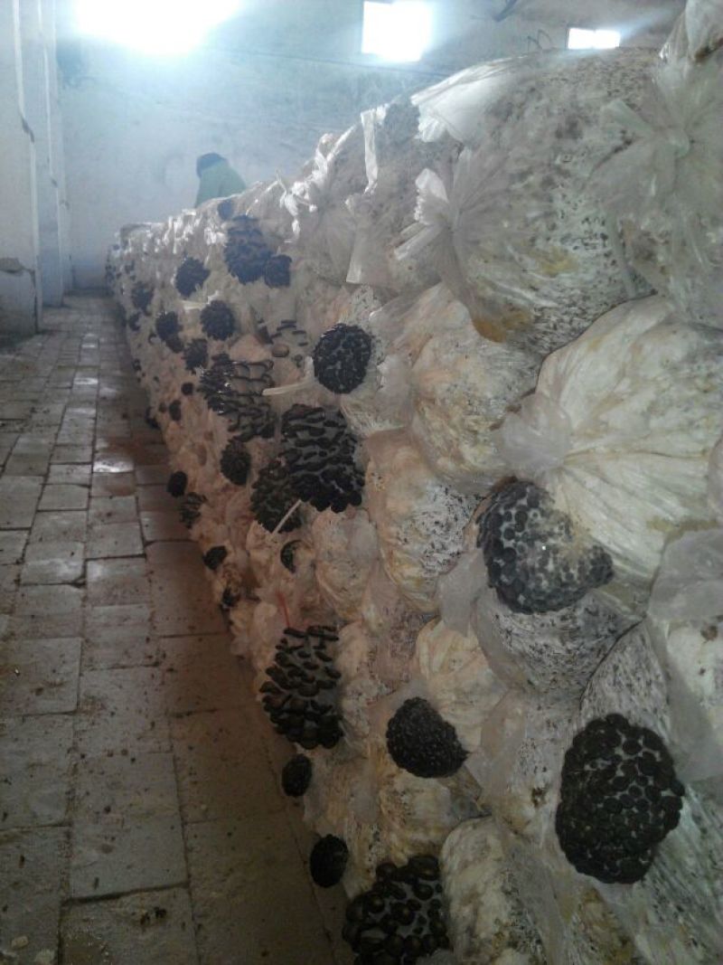 平菇菌棒23×55