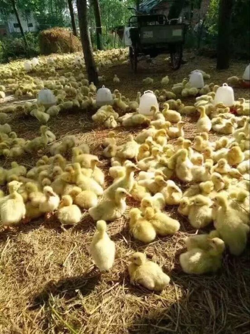 皖西白鹅鹅苗
