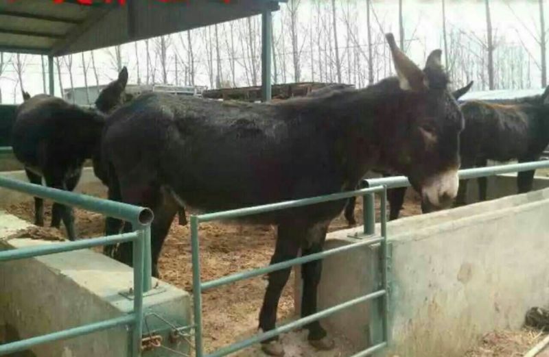 驴苗