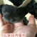 绿壳蛋鸡苗1斤以下