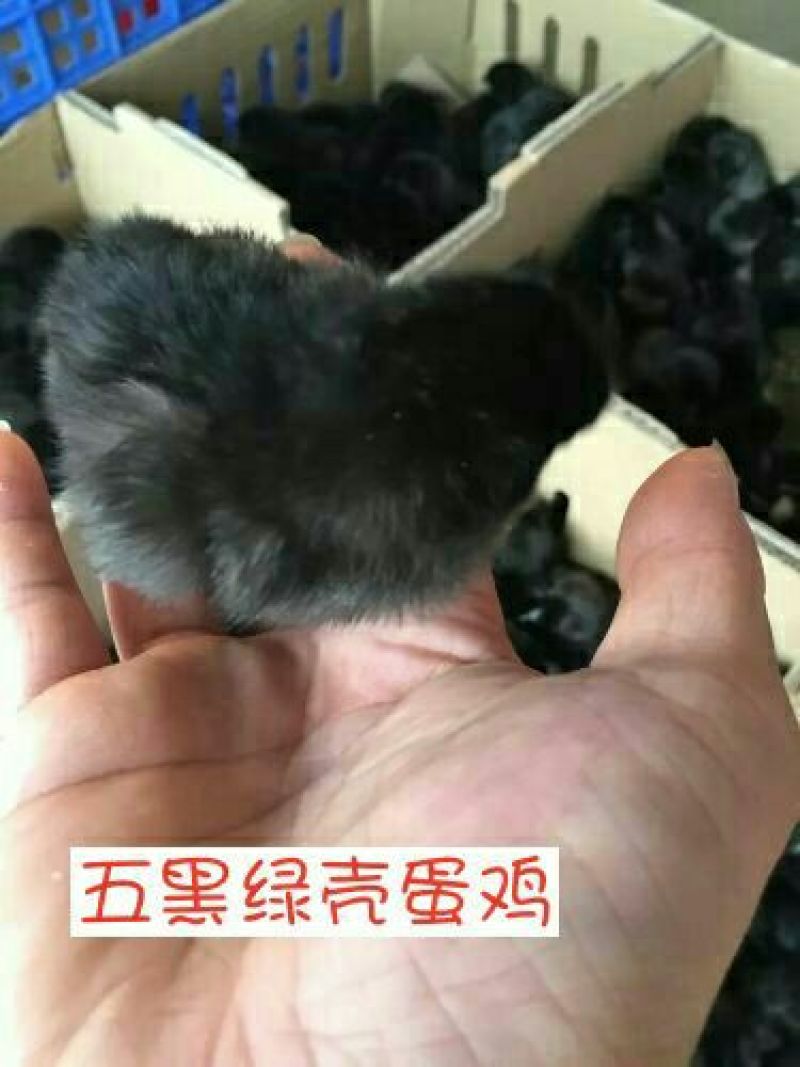 绿壳蛋鸡苗1斤以下