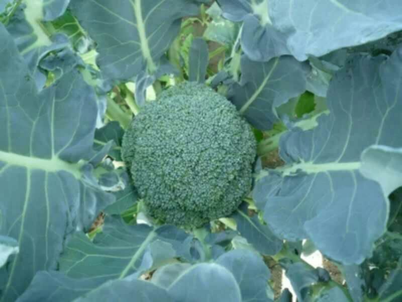 新野鑫原绿蔬菜专业社大量供应西兰花，支持线上交易，保质保