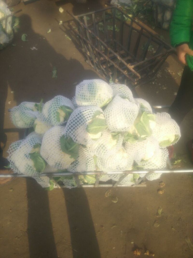 白花菜包装
