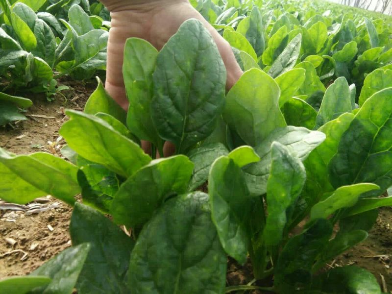 菠菜20~25厘米