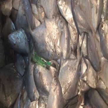 银鲳鱼
