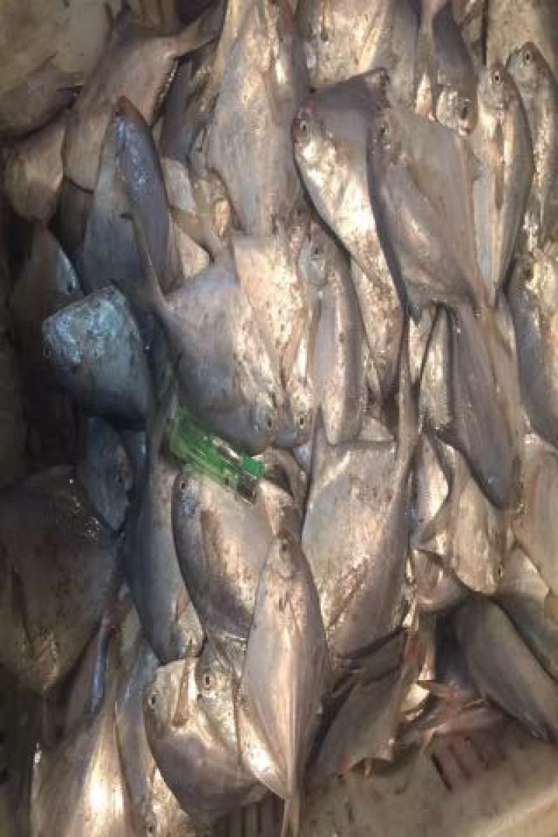银鲳鱼